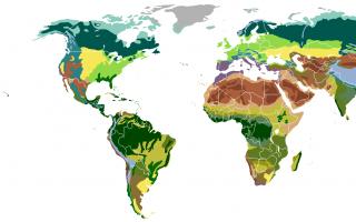 Лесостепная природная зона: характеристика, географическое положение лесостепи, климат и почвы, карта Какие виды лесов лесостепей и где расположены