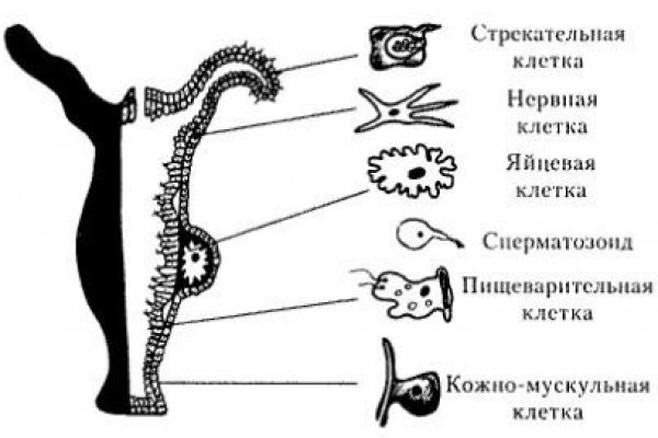 Кракен даркнет купить