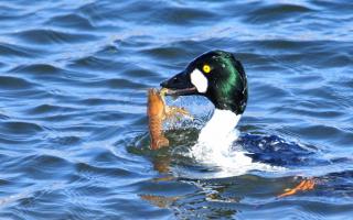 What does the goldeneye bird look like and live?